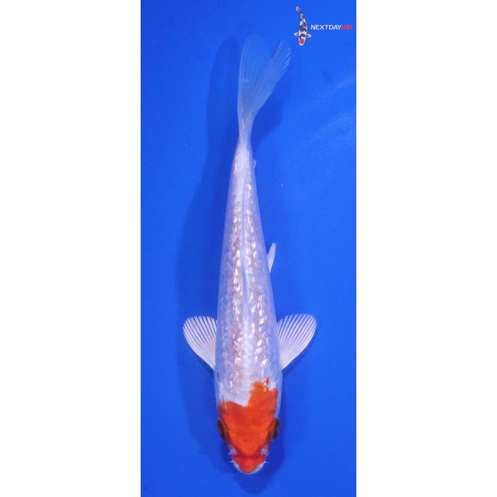 5” Imported Gin Rin Hariwake