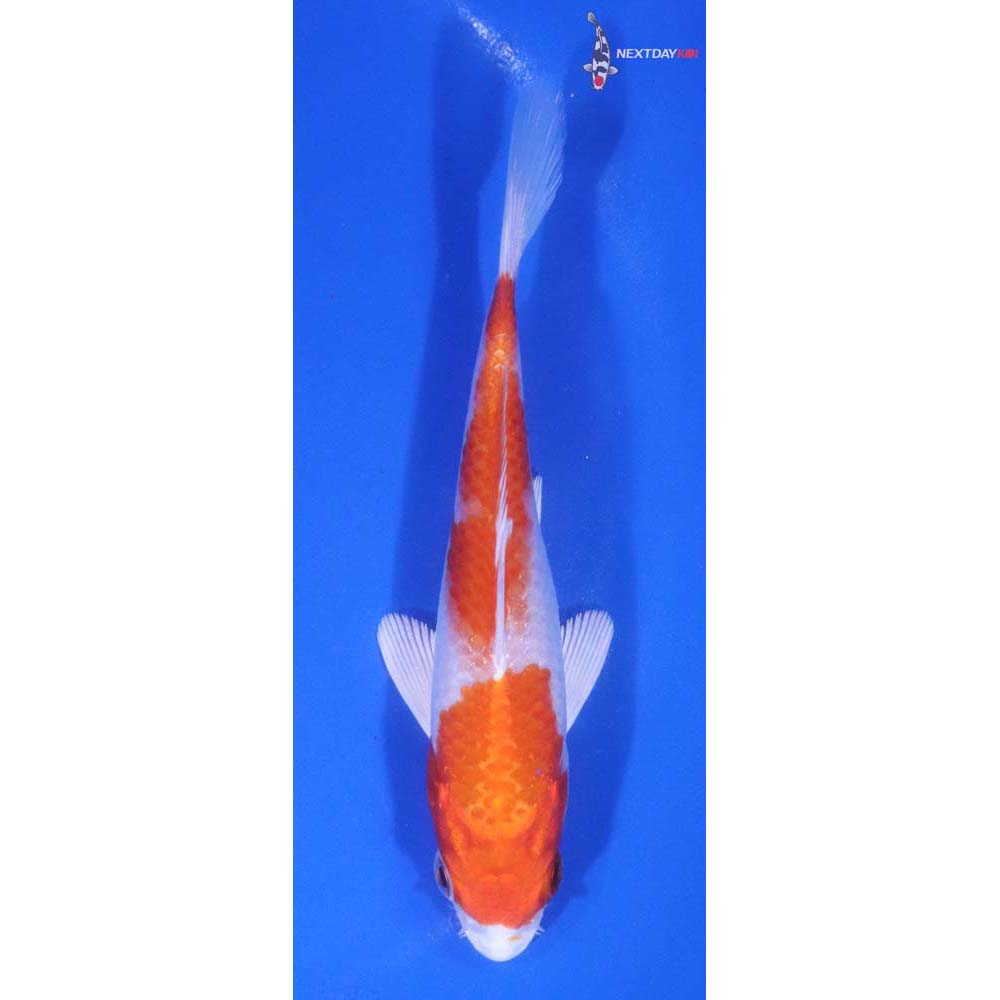 4.5” Imported Hariwake