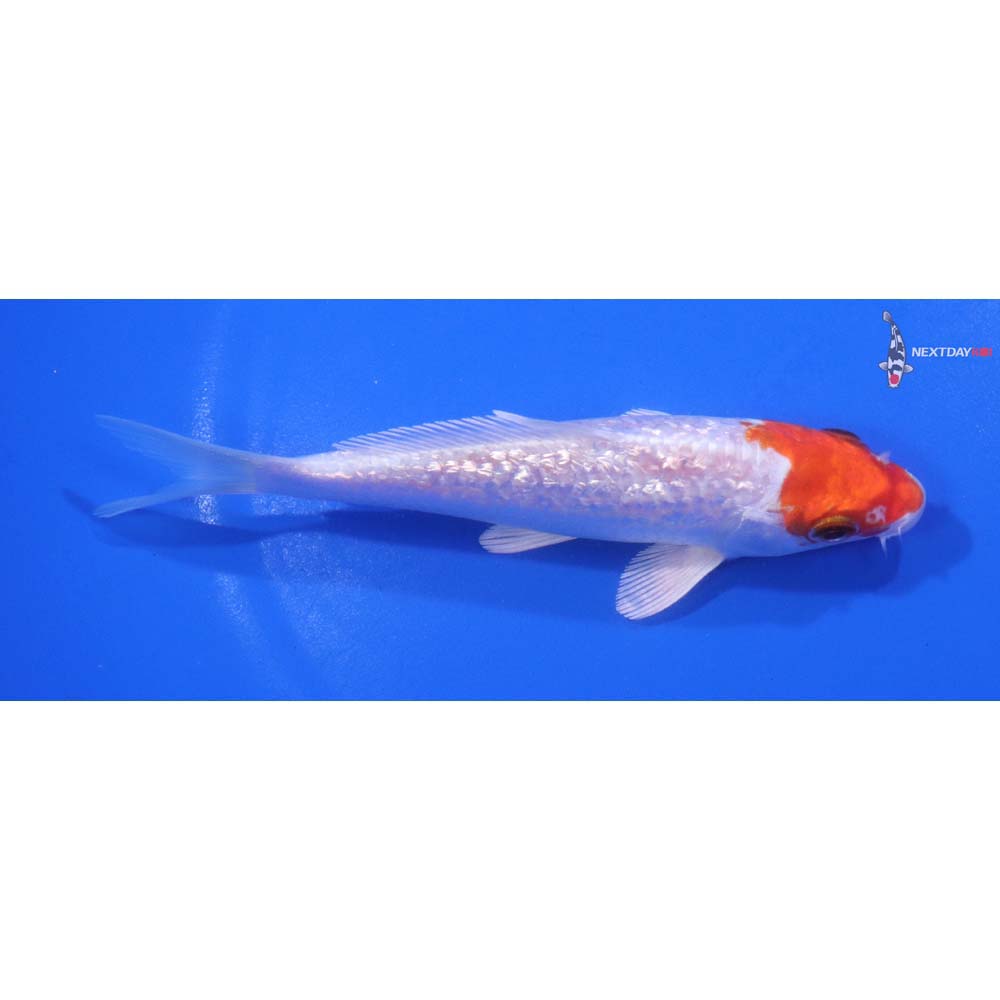 5” Imported Gin Rin Hariwake