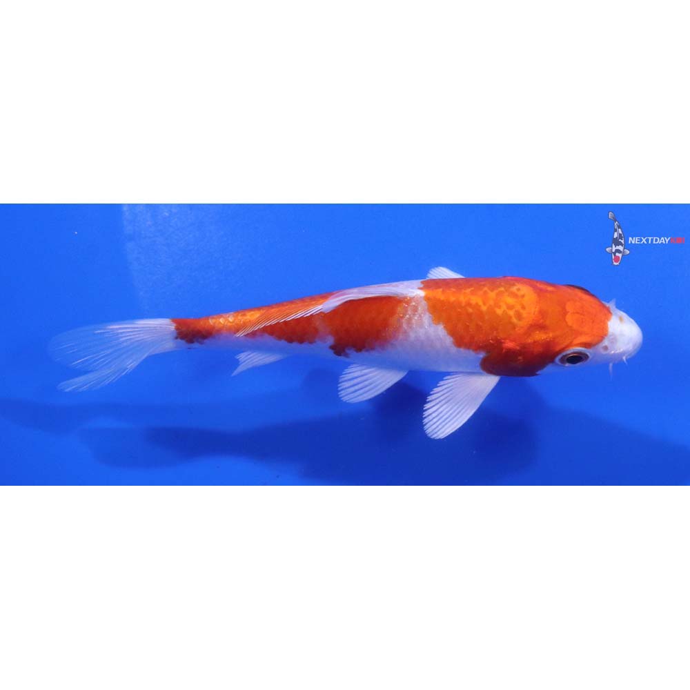 4.5” Imported Hariwake