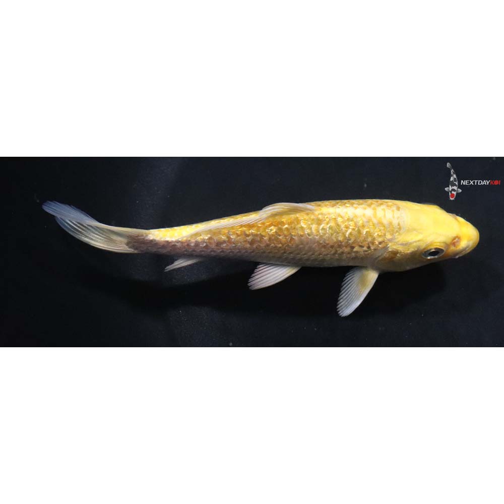 5” Imported Gin Rin Yamabuki Ogon