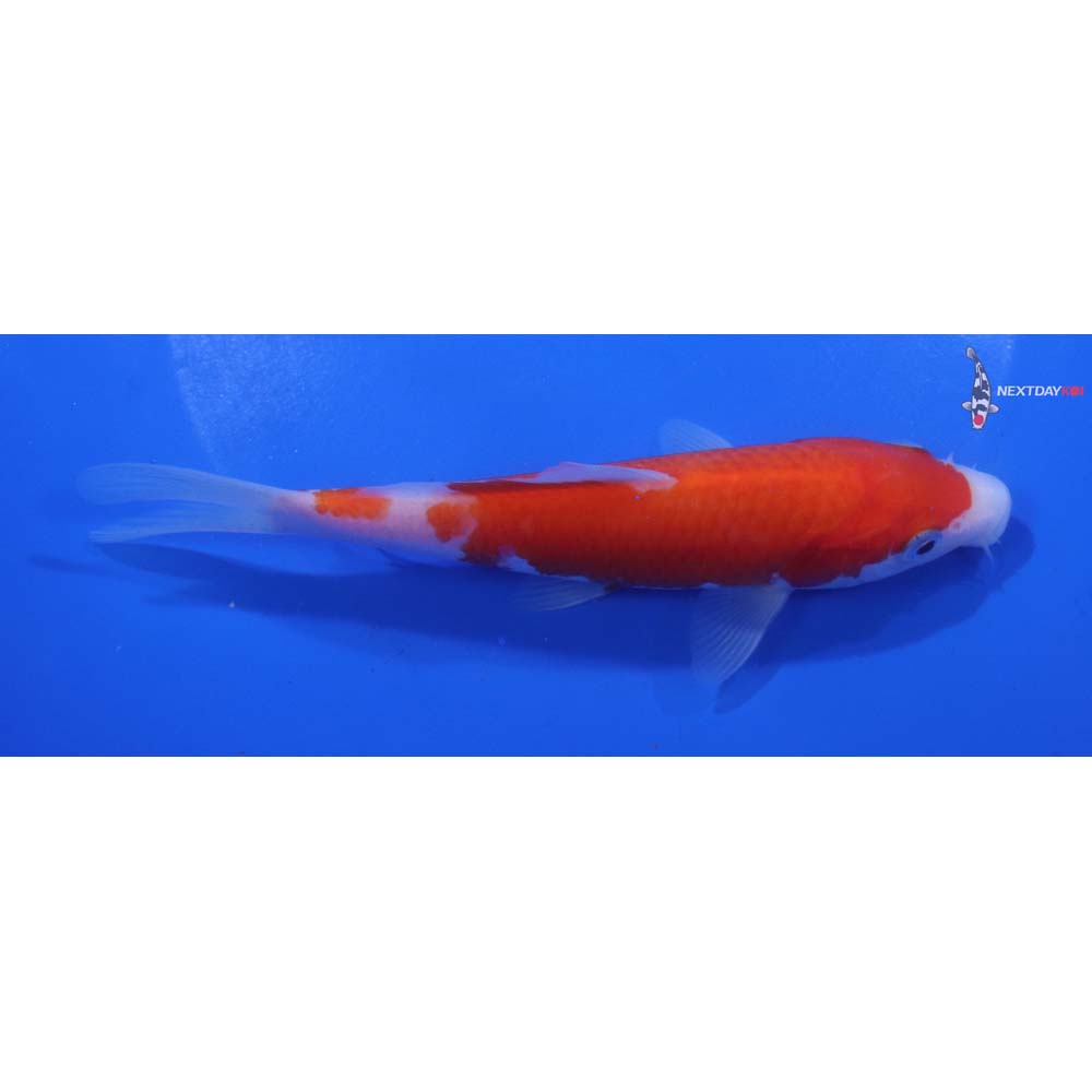5.5” Imported Kohaku