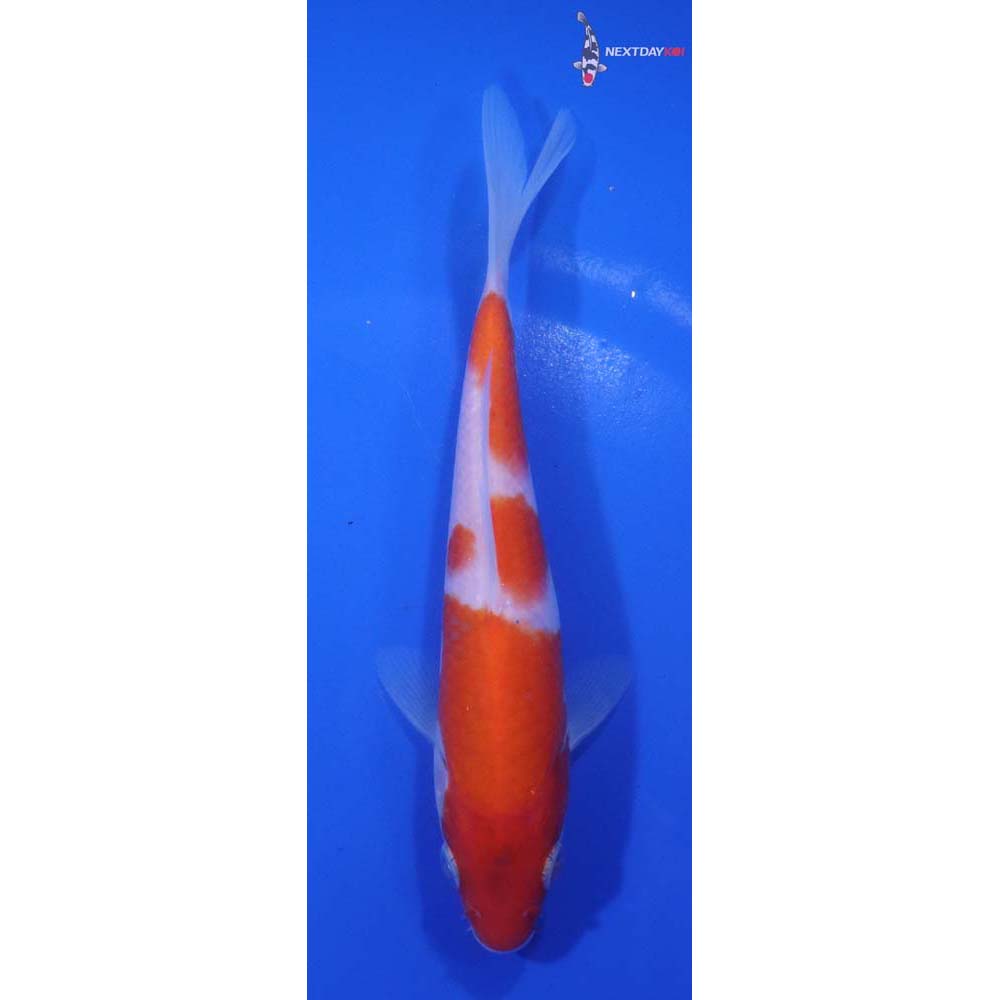 5.5” Imported Kohaku