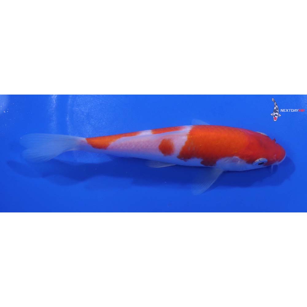 5.5” Imported Kohaku