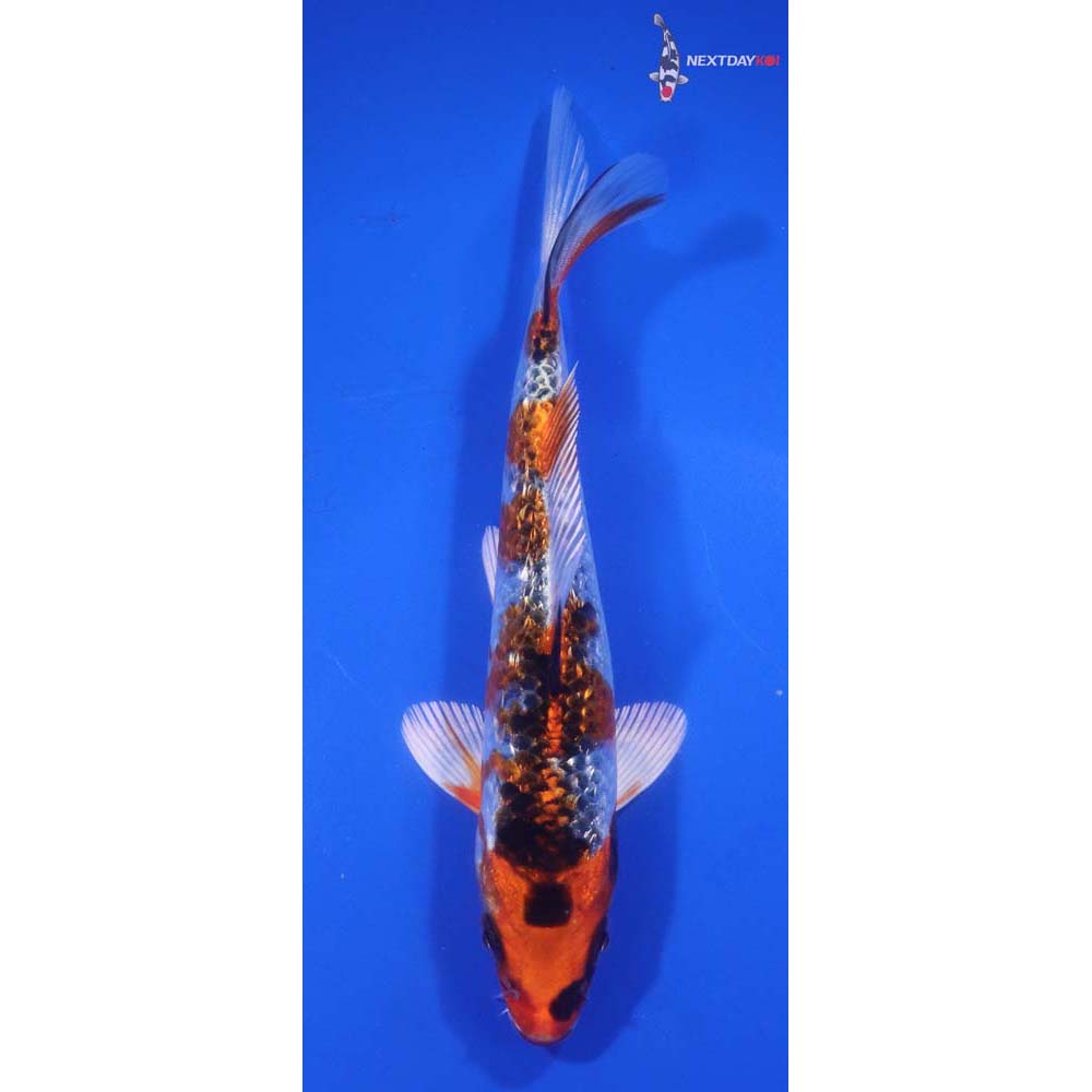 6” Imported Gin Rin Kujaku