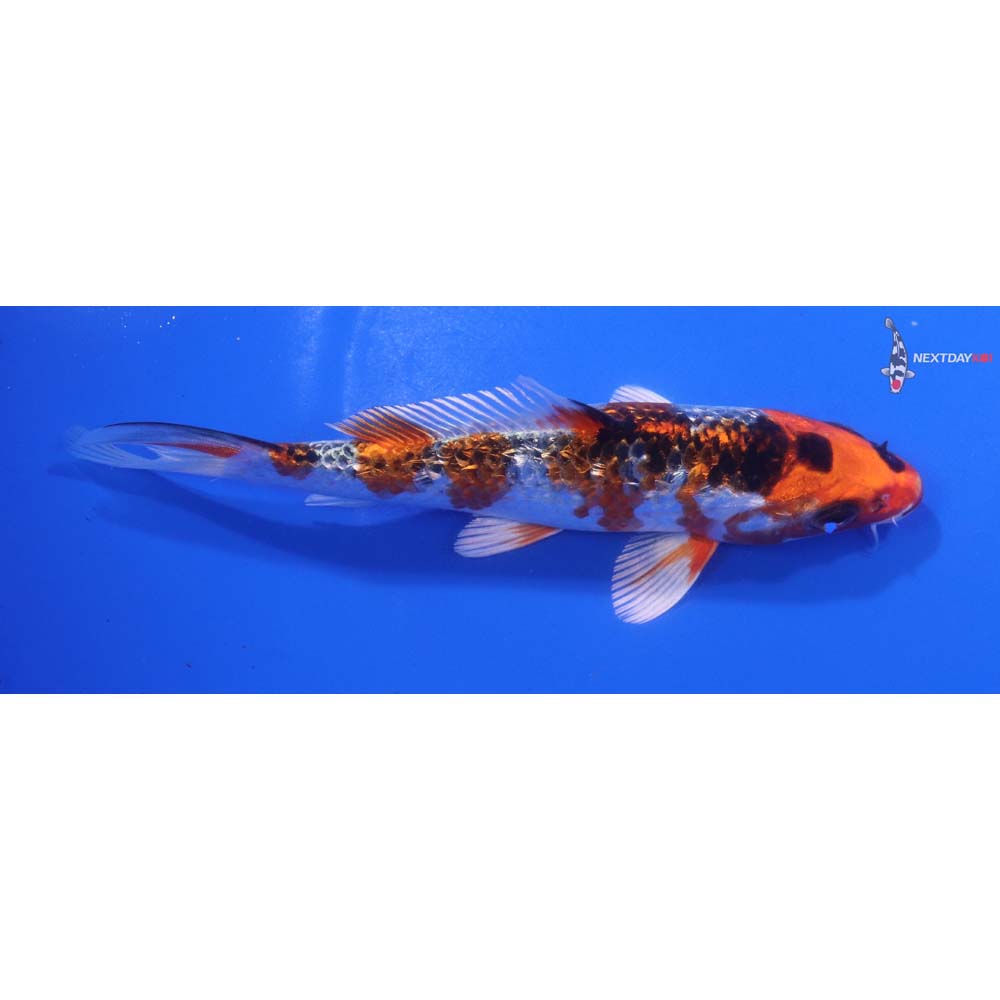 6” Imported Gin Rin Kujaku