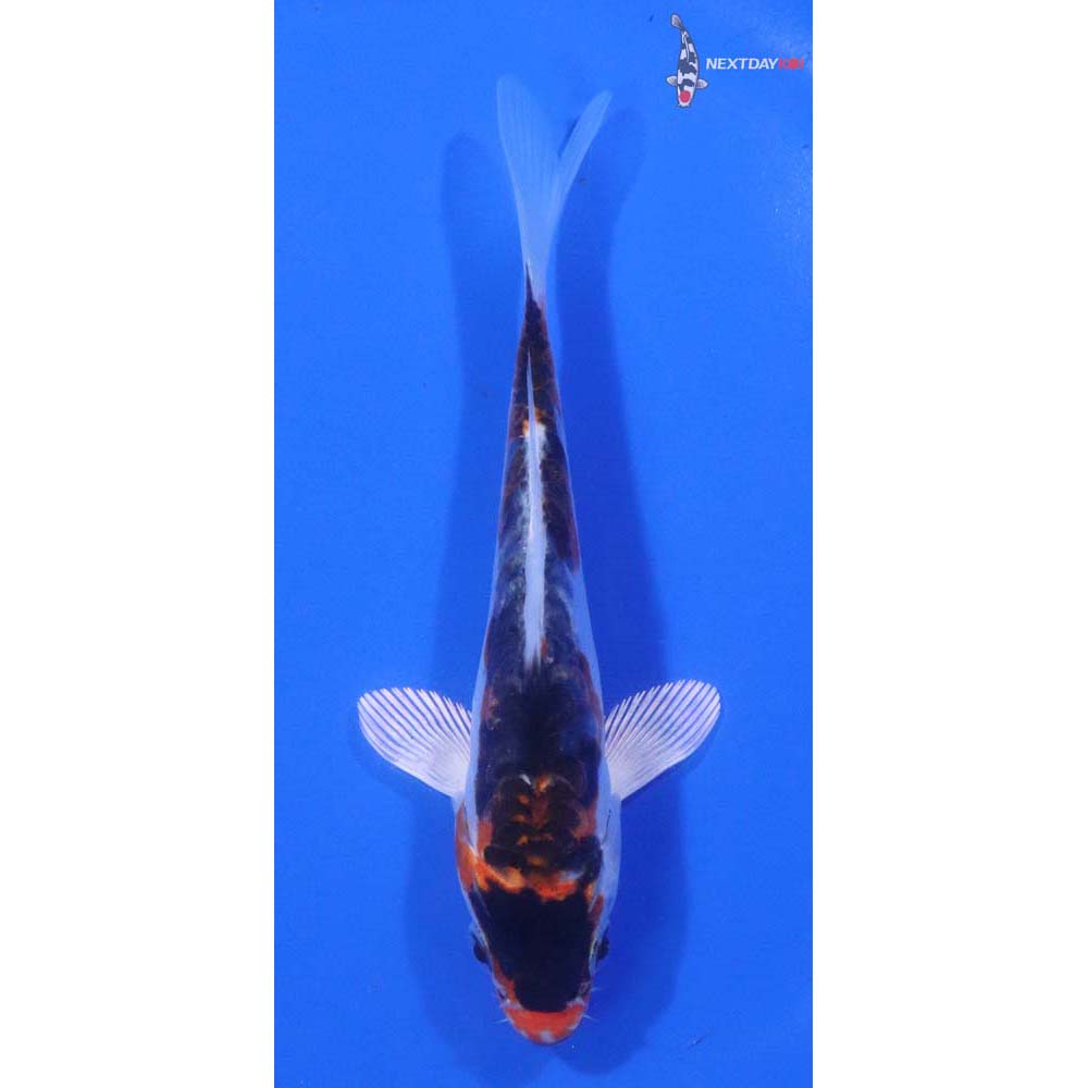 5” Imported Heisei Nishiki