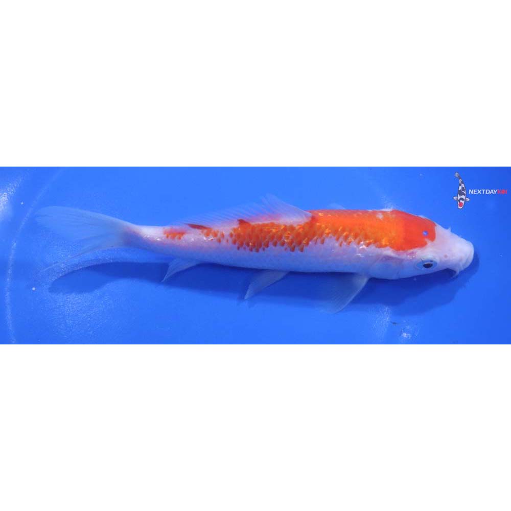 6” Imported Gin Rin Kohaku