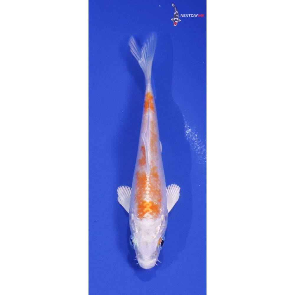 3.5” Imported Hariwake