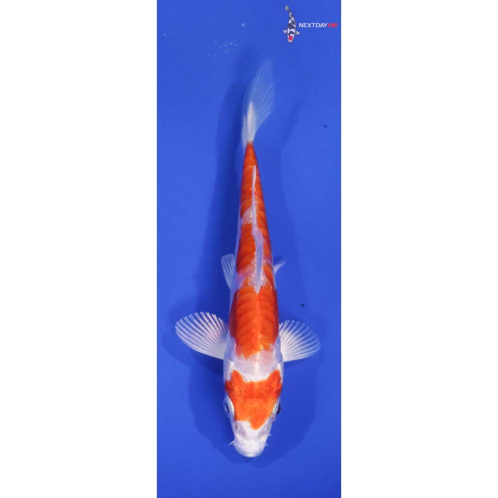 4” Imported Kikusui