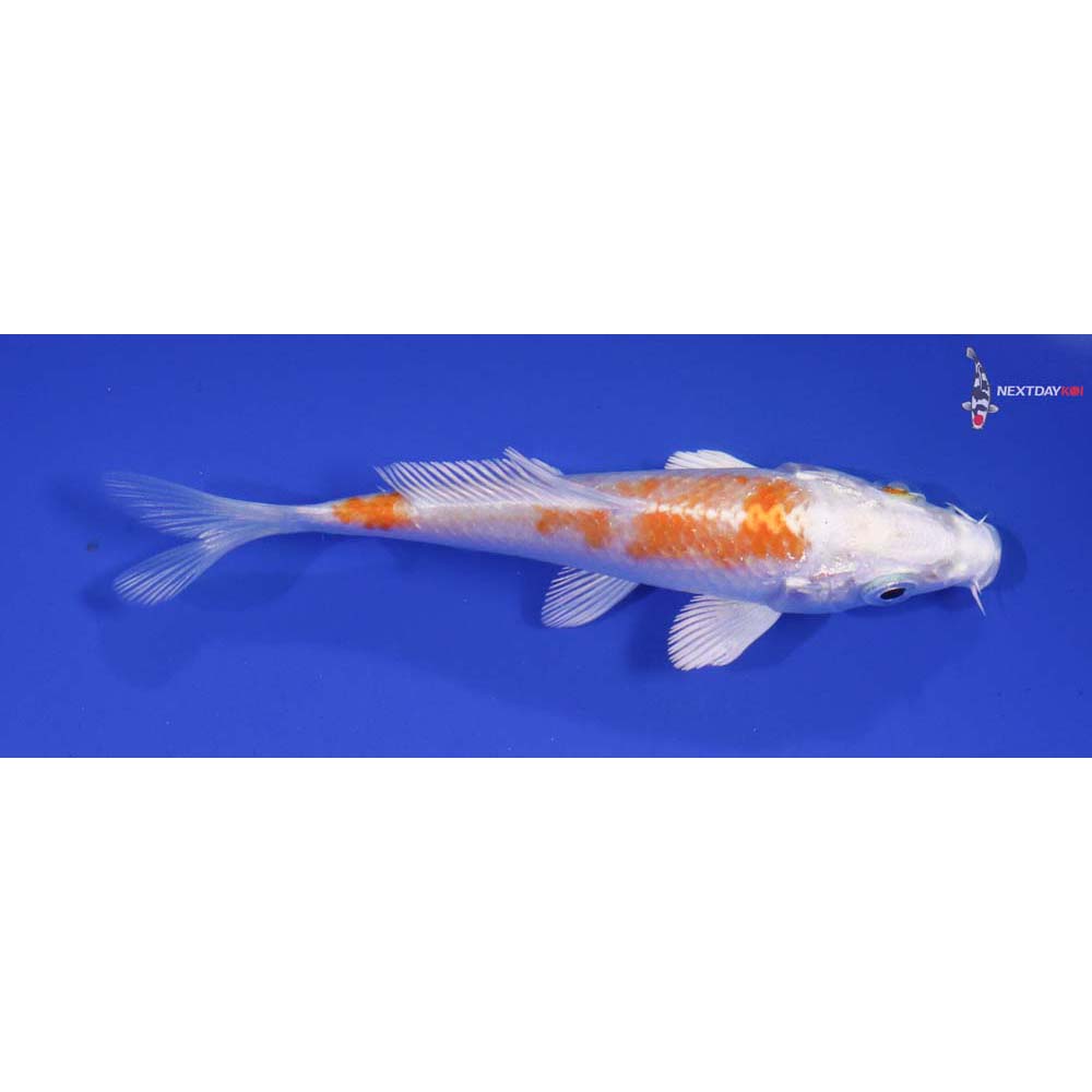 3.5” Imported Hariwake