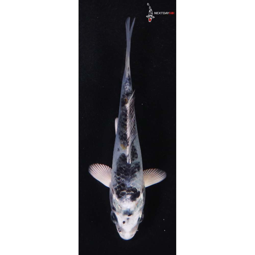 3.5” Imported Gin Shiro Bekko