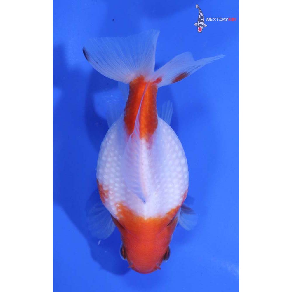 3.5” Imported Red and White Pearlscale