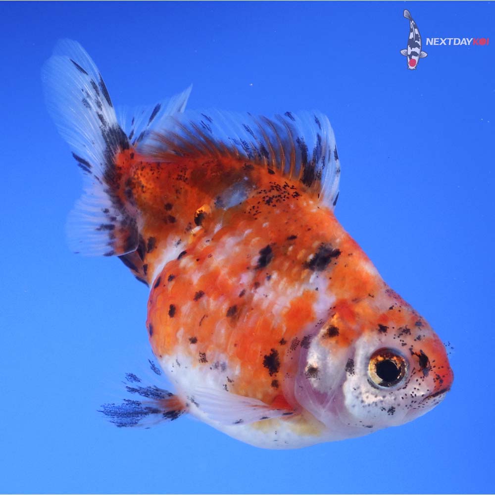 3.5” Imported Male Calico Pearlscale
