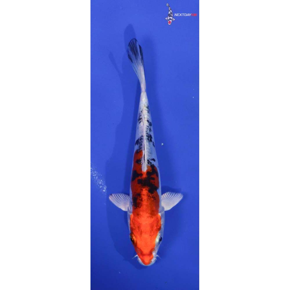 5” Imported Heisei Nishiki