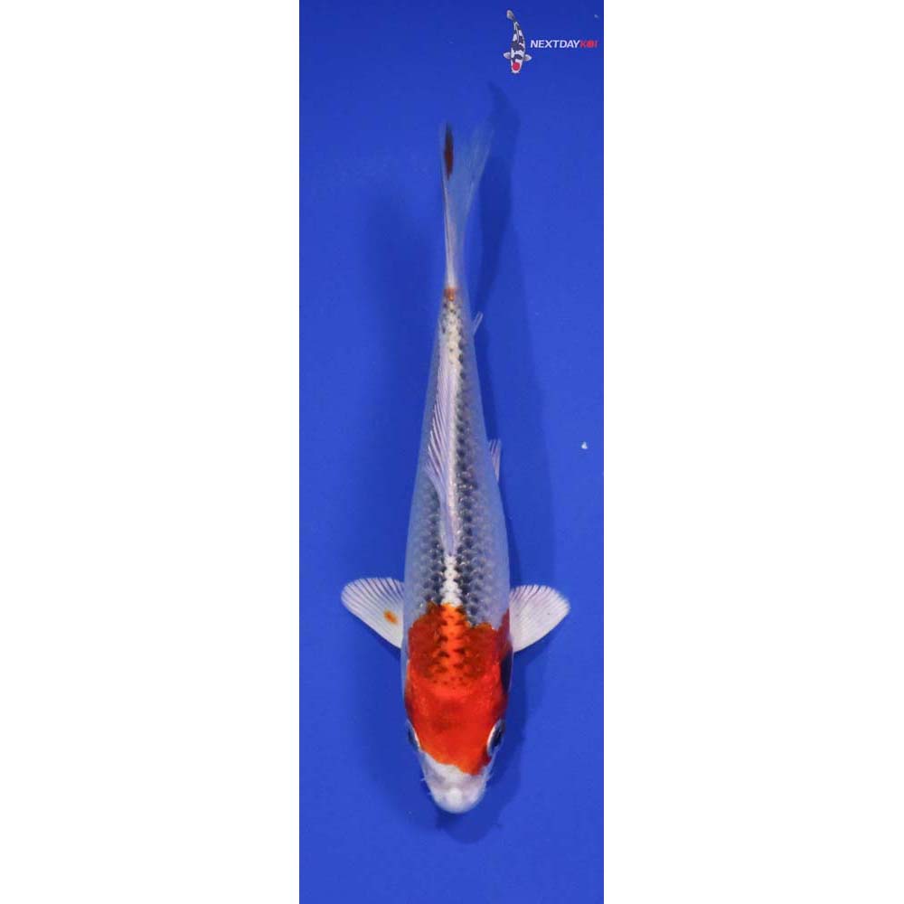 5” Imported Kujaku
