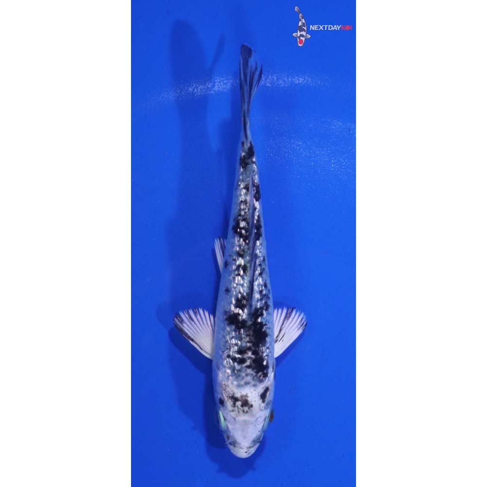 3.5” Imported Gin Rin Gin Shiro Bekko