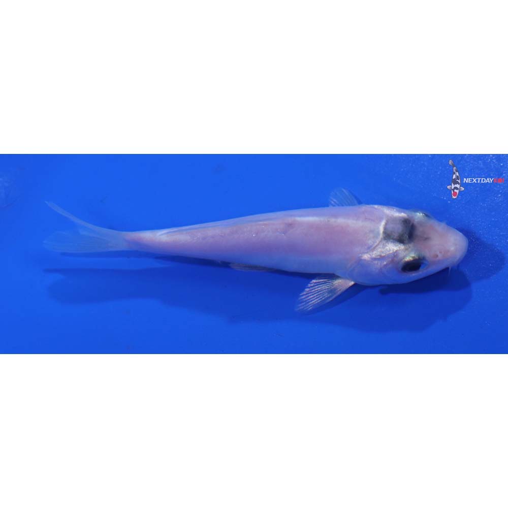 3.5” Imported Doitsu Platinum Ogon