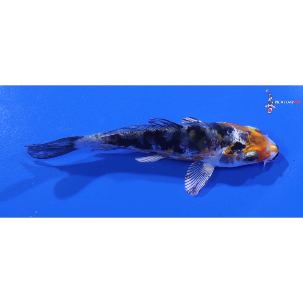 3” Imported Heisei Nishiki
