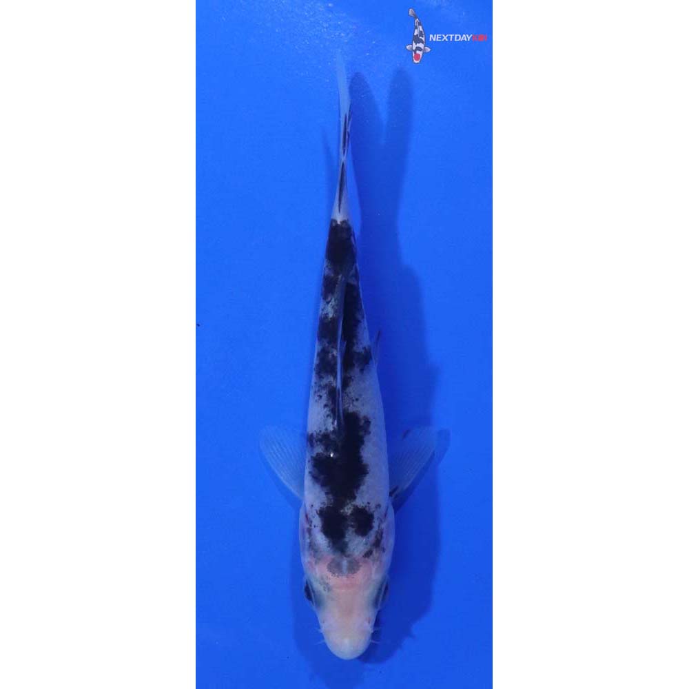 3.5” Imported Shiro Bekko