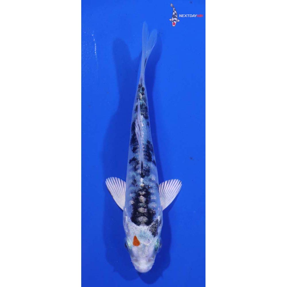 3.5” Imported Heisei Nishiki