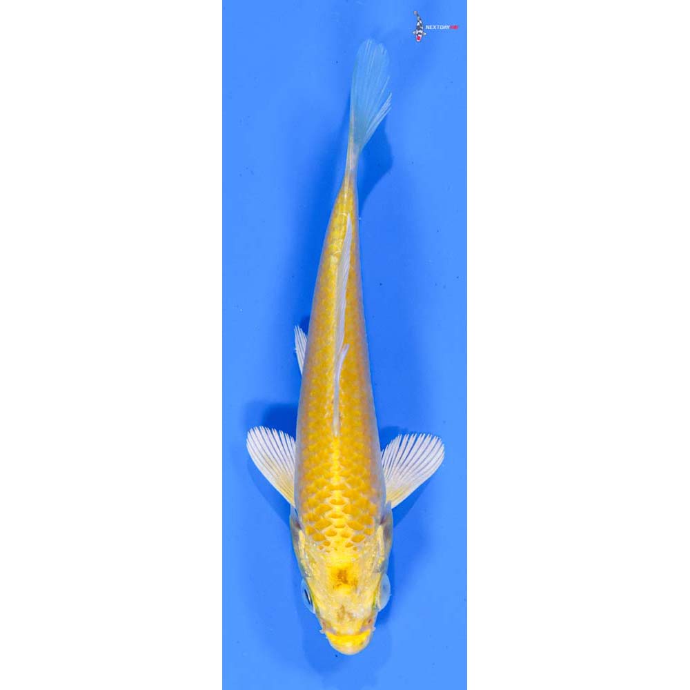 4” Imported Yamabuki Ogon
