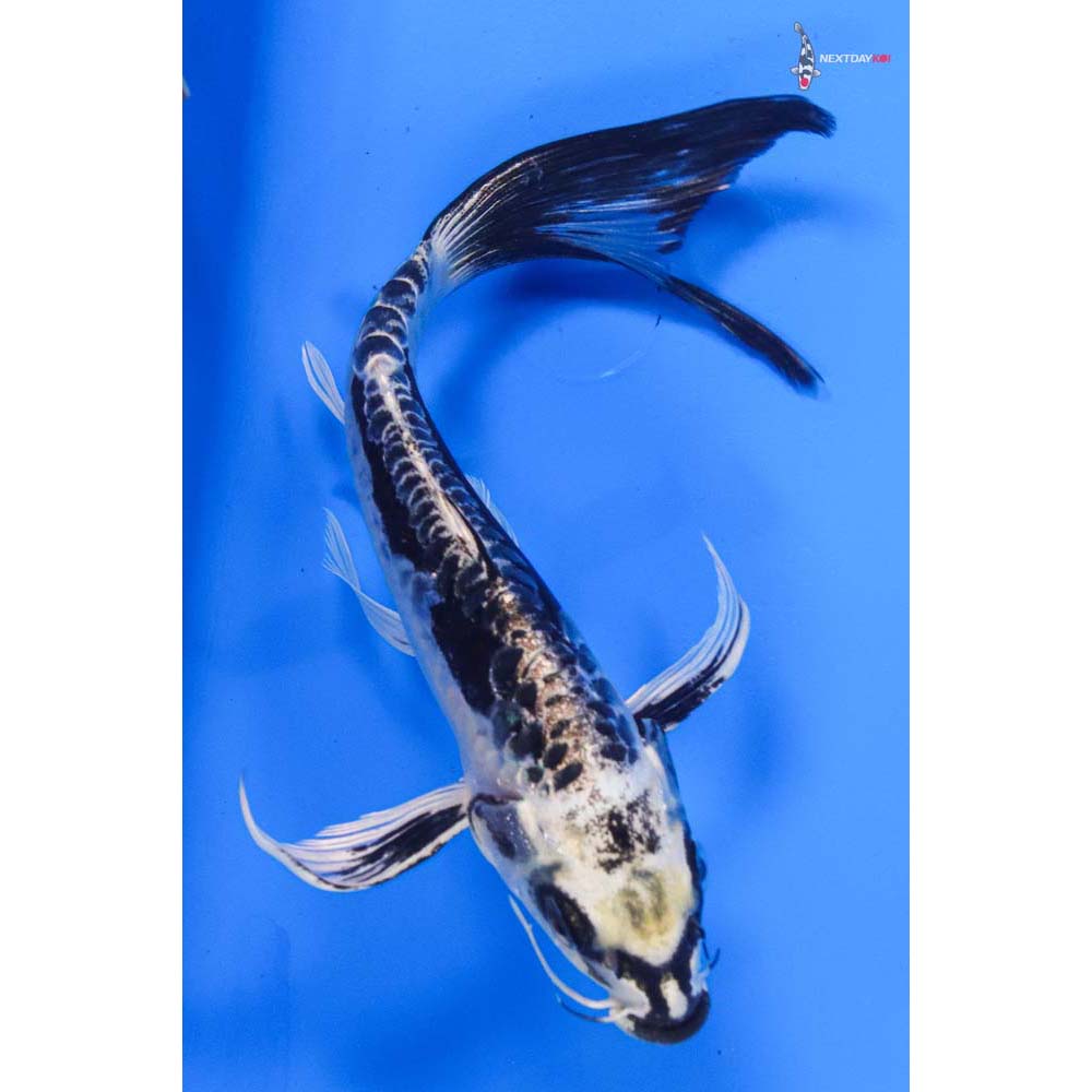 7.5” Imported Kikokuryu Butterfly Koi