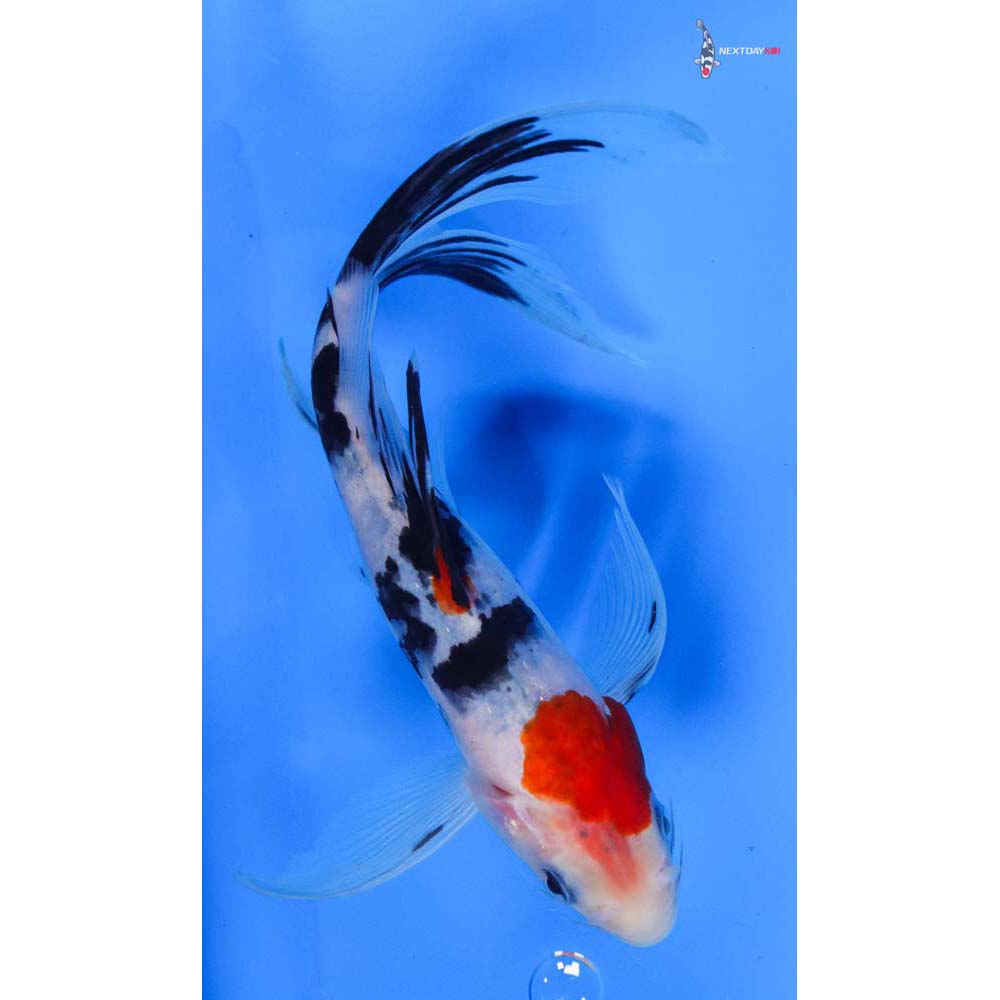 7.5” Imported Sanke Butterfly Koi
