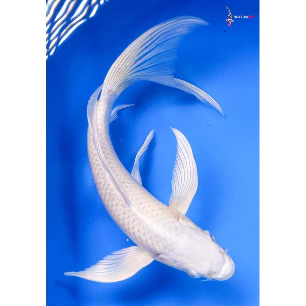 7.5” Imported Platinum Ogon Butterfly Koi