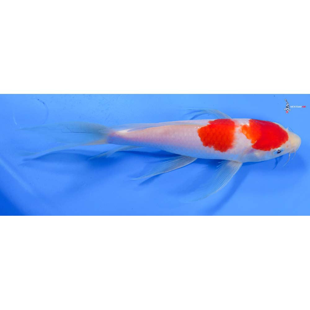 7.5” Imported Kohaku Butterfly Koi
