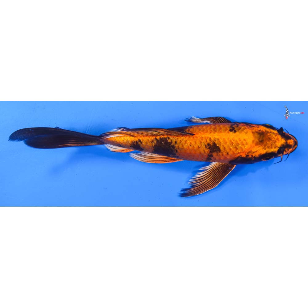 7” Imported Kin Hi Utsuri Butterfly Koi