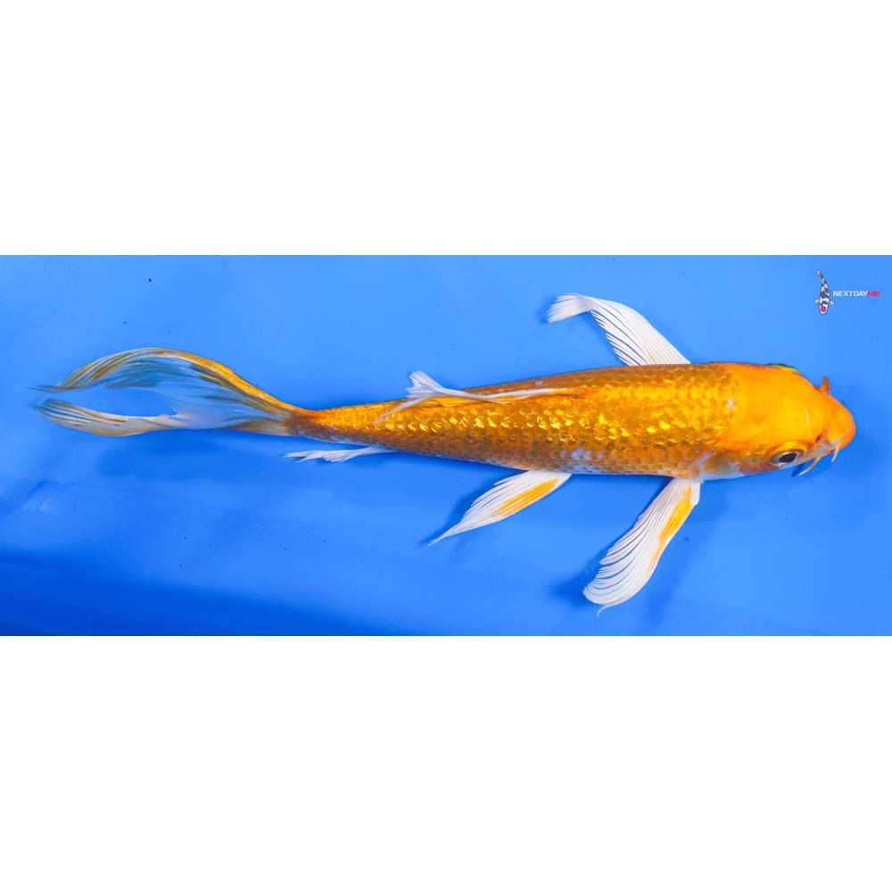 7.5” Imported Gin Rin Yamabuki Ogon Butterfly Koi