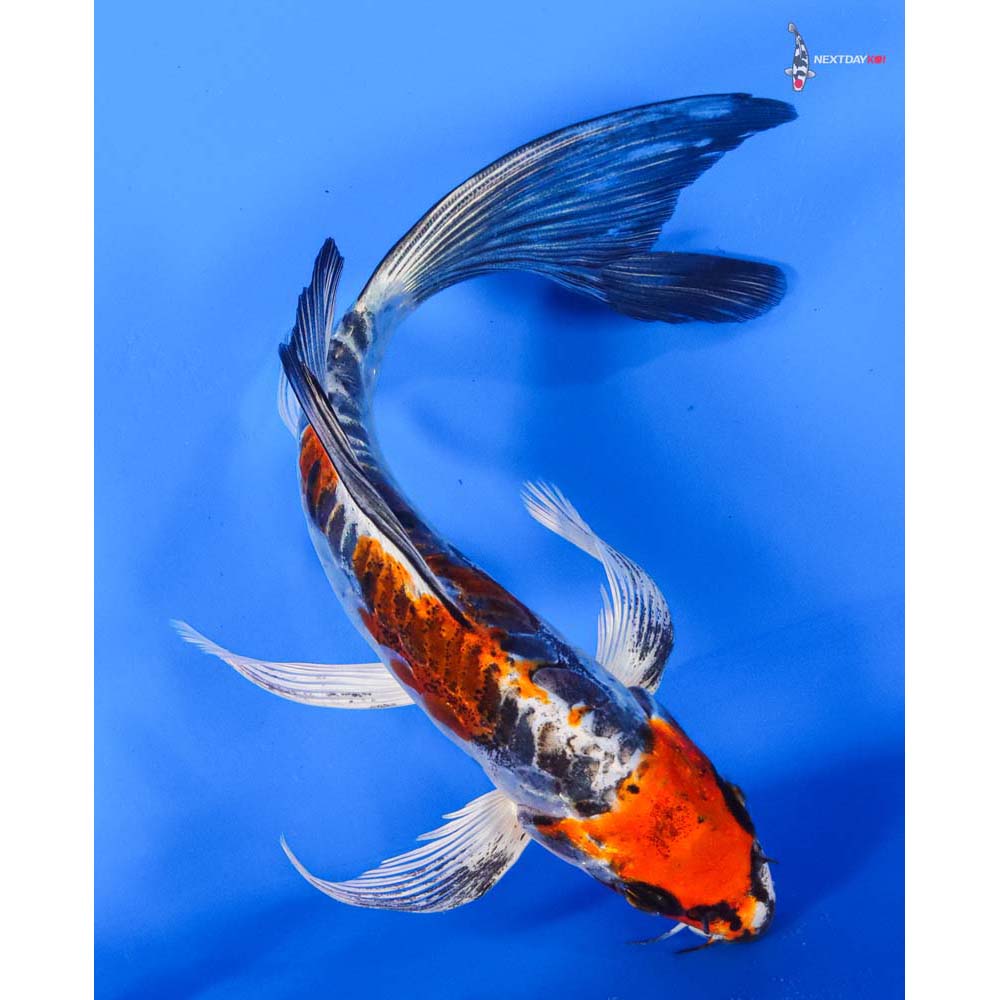 7.5” Imported Kin Kikokuryu Butterfly Koi