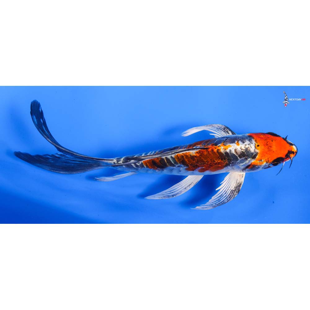 7.5” Imported Kin Kikokuryu Butterfly Koi