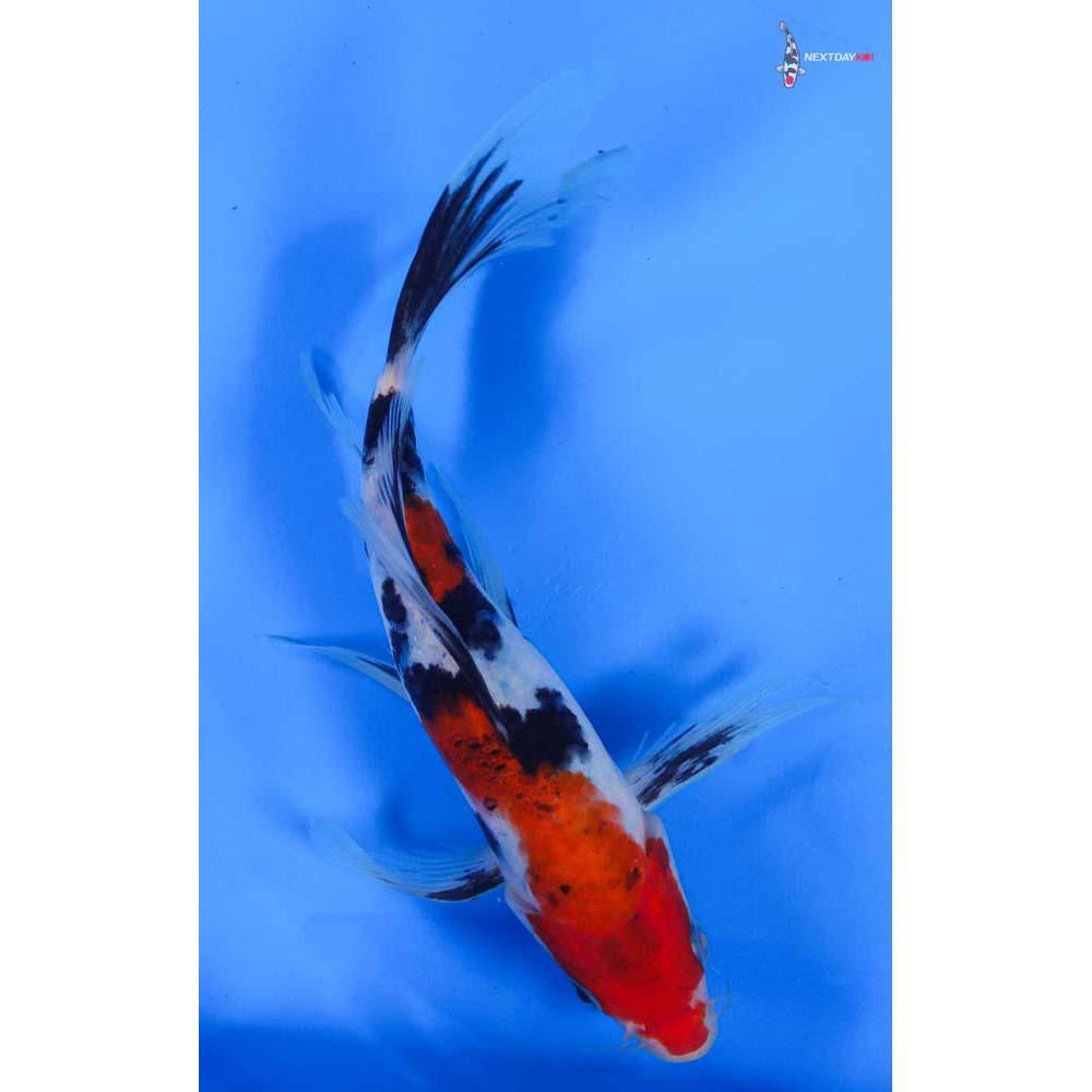 8” Imported Sanke Butterfly Koi