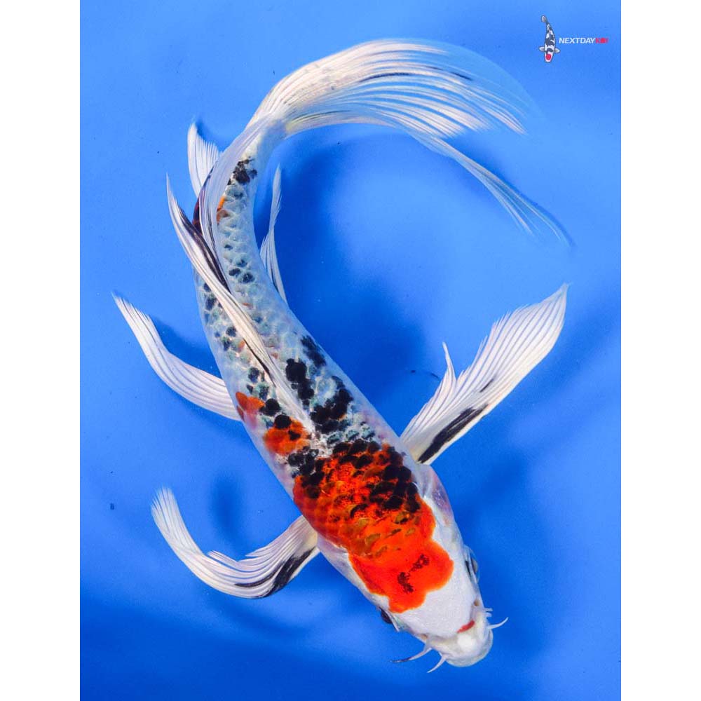 8” Imported Yamato Nishiki Butterfly Koi