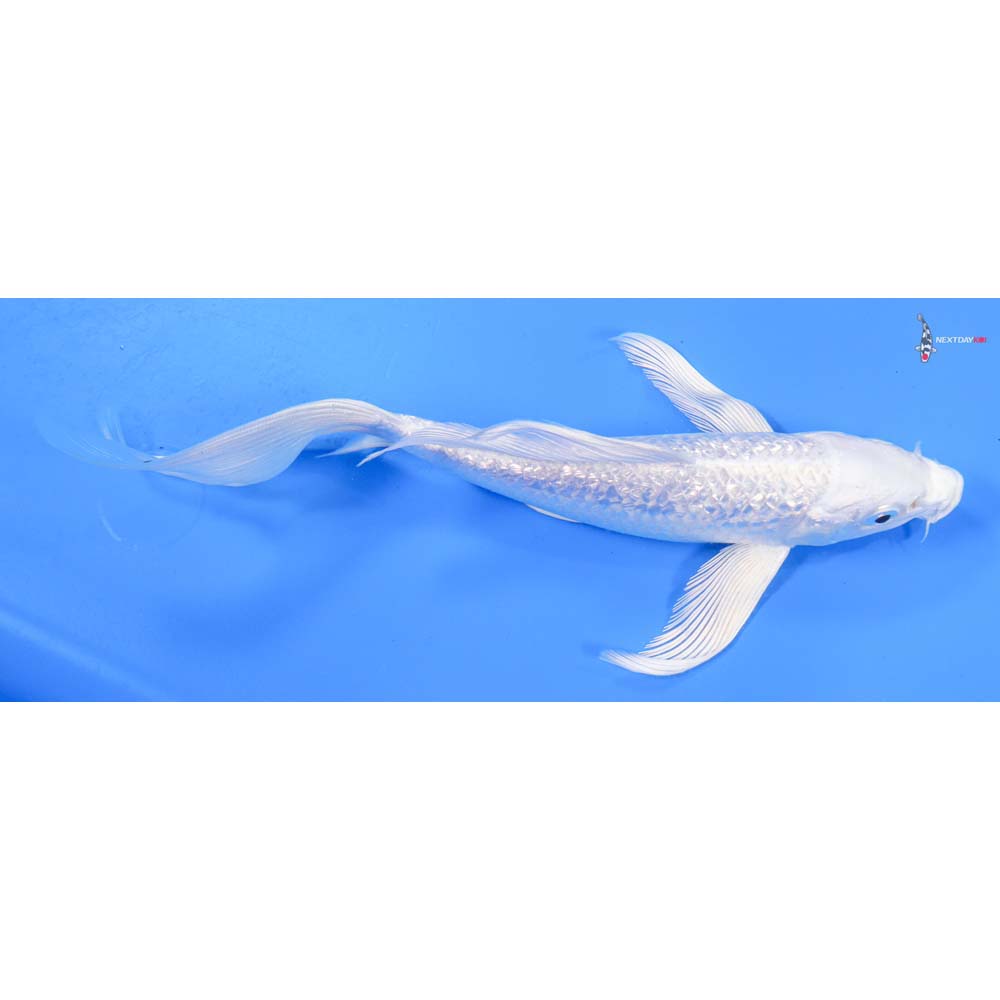 8” Imported Gin Rin Platinum Ogon Butterfly Koi