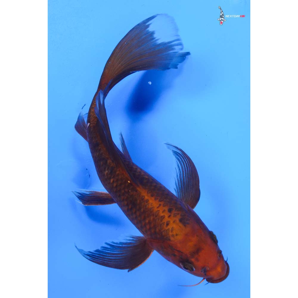 8” Imported Chagoi Butterfly Koi