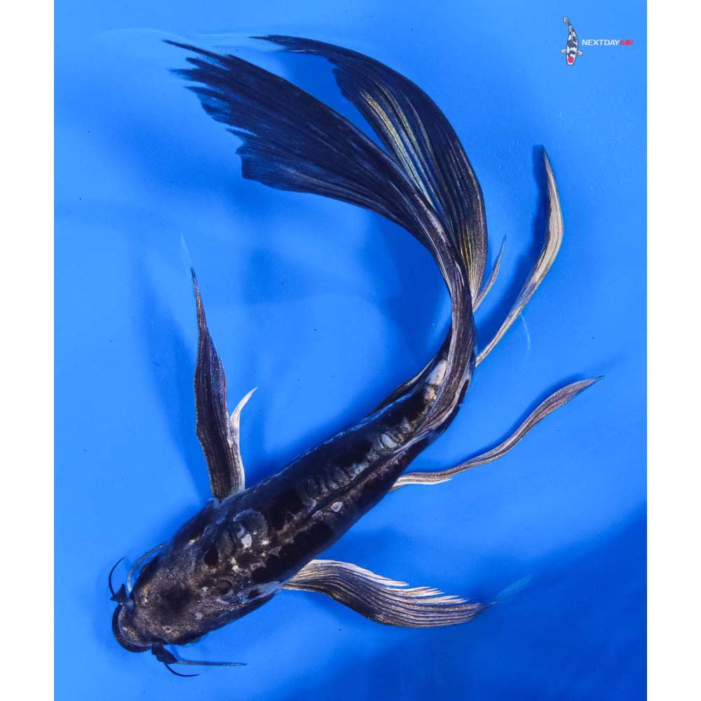 8” Imported Kikokuryu Butterfly Koi