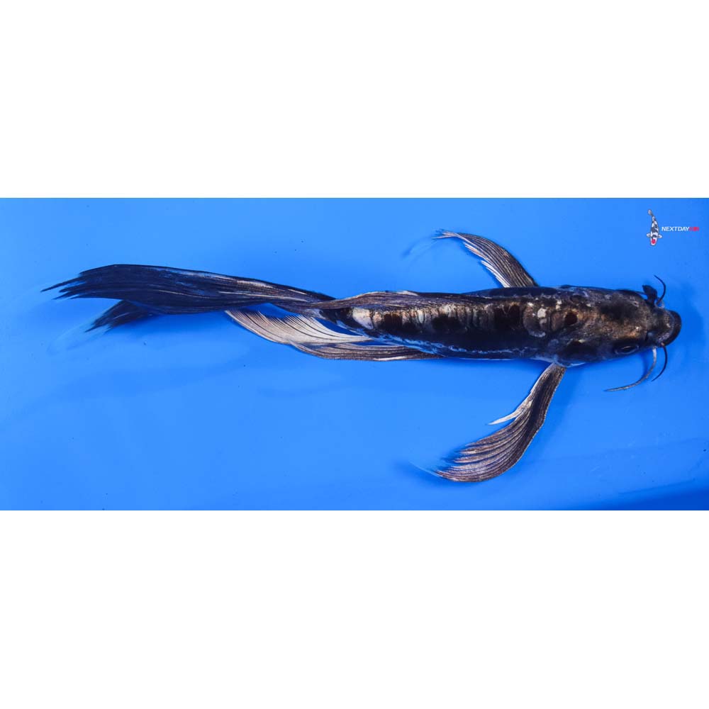 8” Imported Kikokuryu Butterfly Koi