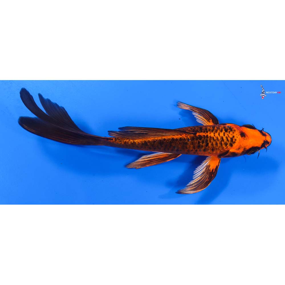 7” Imported Orenji Matsuba Butterfly Koi