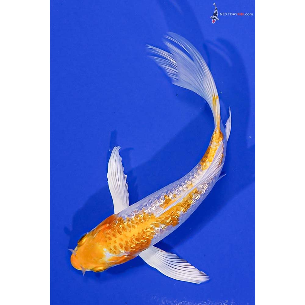 6.5” Imported Gin Rin Lemon Hariwake Butterfly Koi
