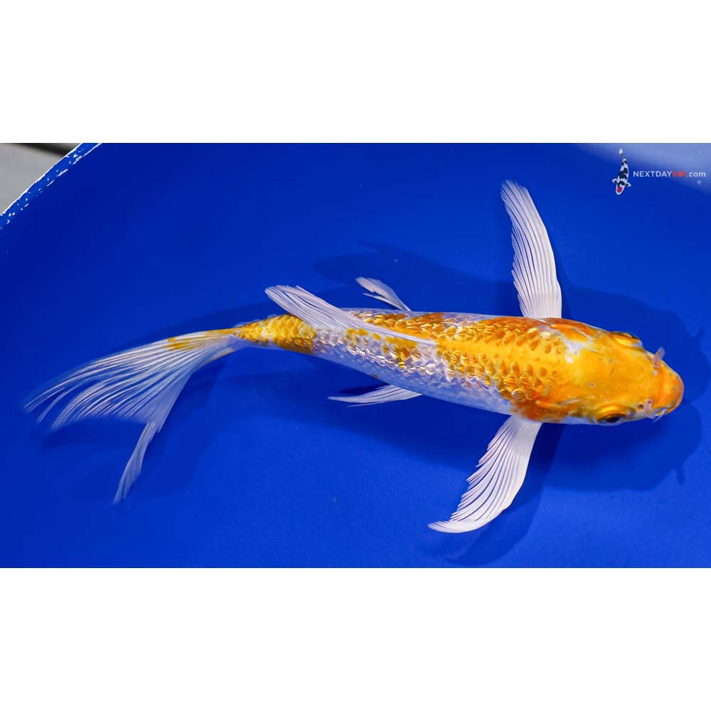 6.5” Imported Gin Rin Lemon Hariwake Butterfly Koi