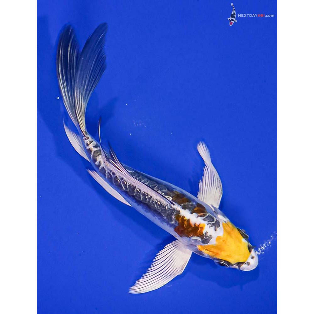 6.5” Imported Kin Kikokuryu Butterfly Koi
