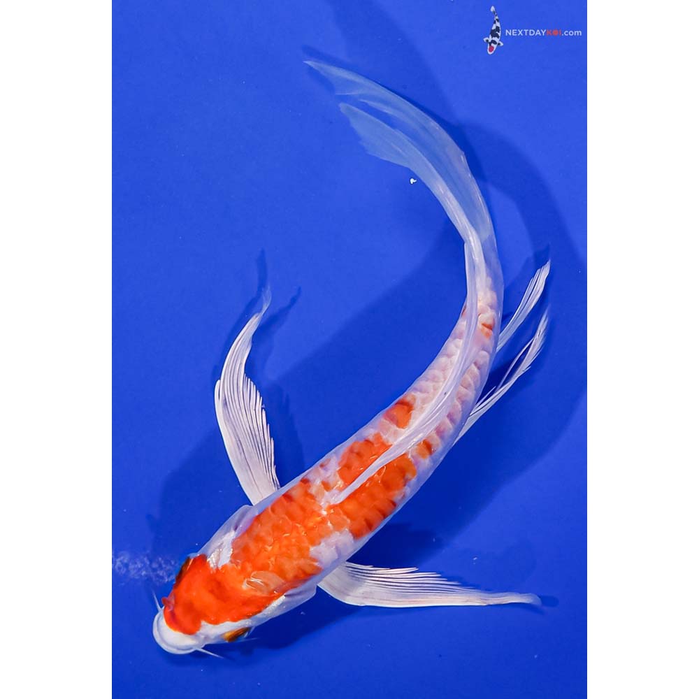 7” Imported Armor Scaled Hariwake Butterfly Koi