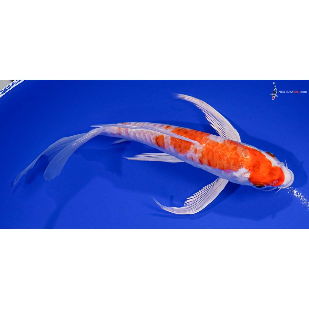 7” Imported Armor Scaled Hariwake Butterfly Koi