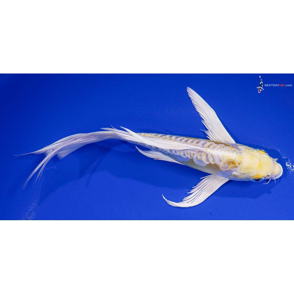 7” Imported Doitsu Lemon Hariwake Butterfly Koi