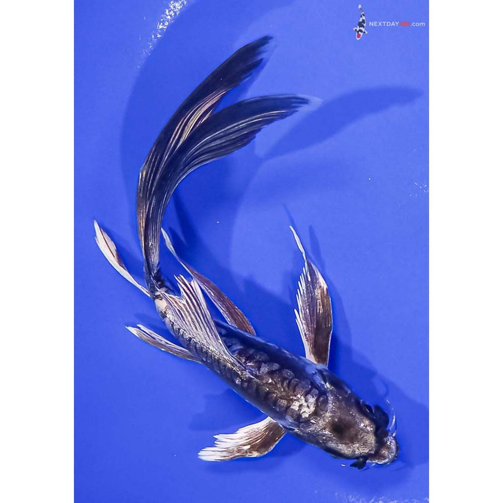 7” Imported Kikokuryu Butterfly Koi