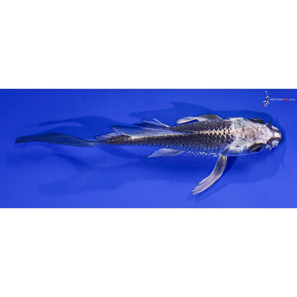 5.5” Imported Gin Matsuba Butterfly Koi