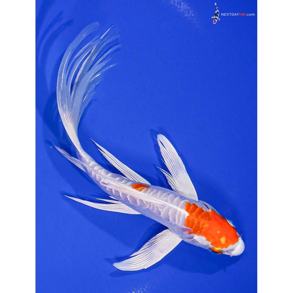 7” Imported Kikusui Butterfly Koi